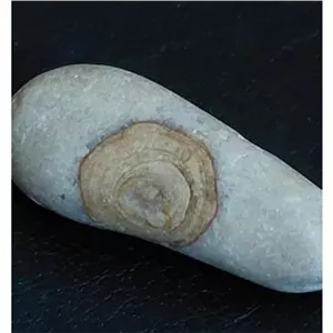 فسیل چوب روی سنگ