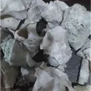 صدف مرجانی قدیمی