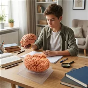 مولاژ مغز انسان سه بعدی و تفکیک پذیر
