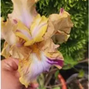 بوته گل زنبق
