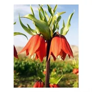 پیاز لاله واژگون قرمز