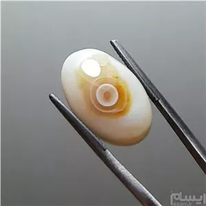 باباقوری نی نی دار اصل معدنی