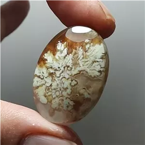 شجر شکوفه بهاری طبیعی و معدنی خراسان