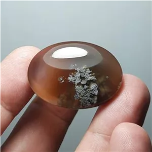 شجر شکوفه بهاری خرمایی اصل معدنی خراسان