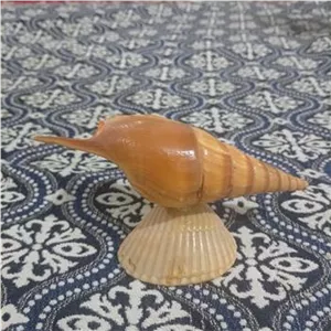 صدف زیبای دکوری