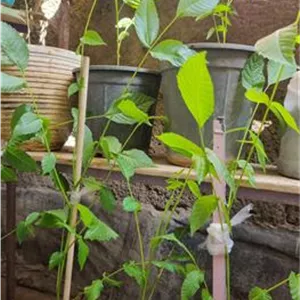 نهال گردو یکساله