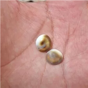 مهره مار اصل شاه کبرا هندی