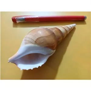 صدف تزئینی دکوری