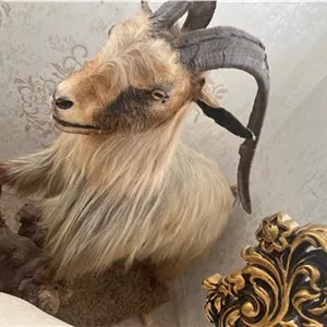 مجسمه بز کوهی