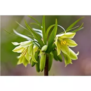 پیاز گل لاله واژگون لیمویی