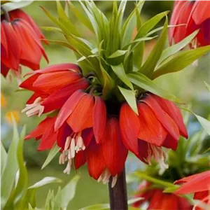 پیاز گل لاله واژگون