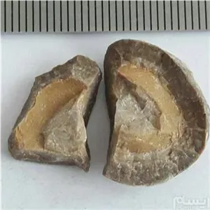 سنگ فسیل G