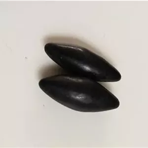 مهره های مار دونه برنجی طبیعی