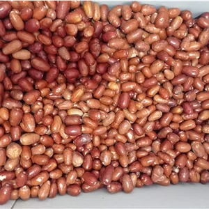 سنجد قزل(با تخفیف ویژه)