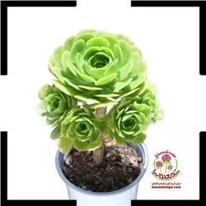 🌵کاکتوس خورشیدیخرید کاکتوس بشقابی نادر با فرم دایره‌ای + نگهداری فوق آسان!
