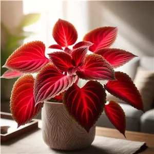 خرید حسن یوسف قرمزنگهداری آسان و زیبایی خیره‌کننده