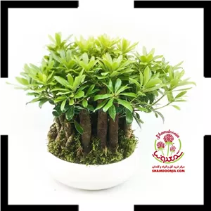 بونسای میخک هندی مناسب هدیه