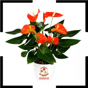 خرید آنتوریوم گل نارنجی با ارسال سریعزیبایی خیره‌کننده در کوتاه‌ترین زمان