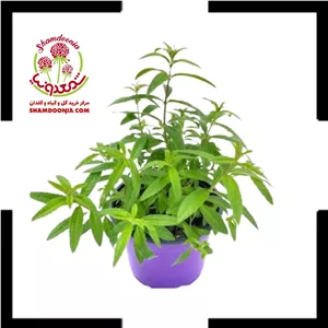 گل به لیمو یا گیاه بهلیموگیاه معطر و دارویی با رشد سریع 🌿