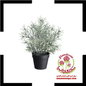 گل اسطوخودوس: تجربه عطر دلنشین در منزلفروش ویژه شمعدونیا