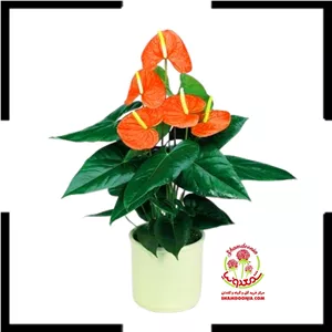 خرید آنتوریوم گل پرتقالیزیبایی گرم و خاص برای دکوراسیون مدرن