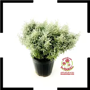 خرید گیاه بومادران طبیعی و داروییمناسب دمنوش و درمان‌ های گیاهی با مجوز پزشک