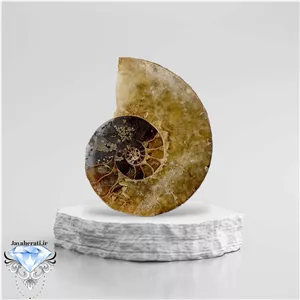 فسیل آمونیت زیبا و کلکسیونی A17