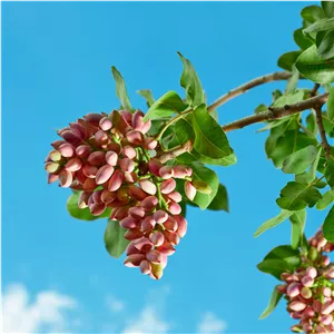 نهال پسته اکبری پایه رویشی UCB1
