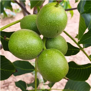 نهال گردو فرنور