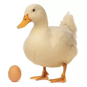 تخم نطفه دار اردک محلی