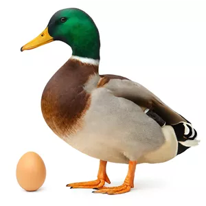 تخم نطفه دار اردک سرسبز