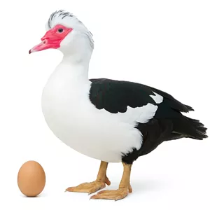 تخم نطفه دار اردک مسکویی