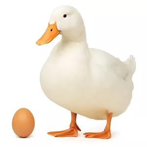 تخم نطفه‌دار اردک پکنی