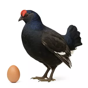 تخم نطفه دار کبک سیاه