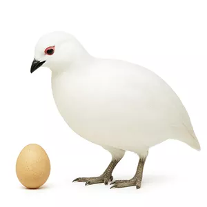 تخم نطفه دار کبک سفید