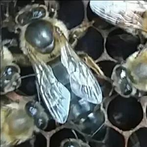 ملکه زنبور عسل نژاد کارنیکاf1 پیوند شده از لاین های اصلی کارنیکا های وارداتی از آلمان ارام ترین و عسل آورترین ملکه و نژاد موجود درایران