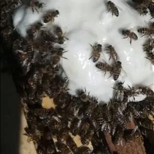 ملکه کارنیکالاین (سری c)