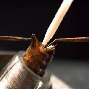 ملکه  کارنیکا جفت مصنوعی سریaدارای ضمانت ارسال تا مقصد