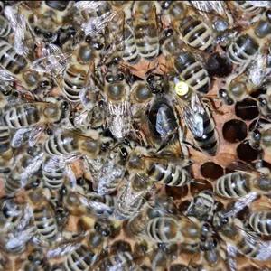 ملکه لاین کارنیکا پیوند شده از لاین وارداتی آذربایجان  با گارانتی ضمانت ارسال  تا مقصد