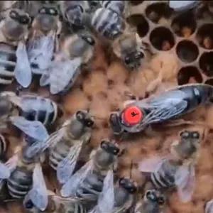 ملکه لاین وارداتی کارنیکا با ۳قاب جمعیت خالص در کندوچه چوبیو دارای ضمانت تعویض ودر صورت نارضایتی از خلوص و گارانتی ،سلامت  ارسال  تا مقصد و سلامت تخم ریزی و خلوص تا ۴۰روز