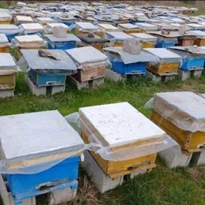 فروش کندو زنبور عسل 3تا۴ قاب  نژاد ملکه کارنیکا سری aپیوند شده از لاین وارداتی المان