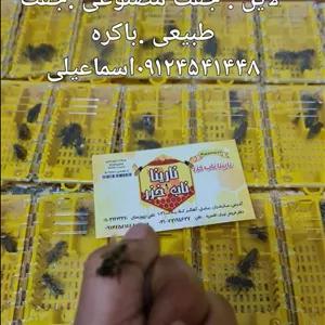 ملکه باکره  کارنیکا پیوند شده از لاین سری Aنارینا