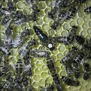 ملکه باکره کارنیکا آلمانی  پیوند شده از لاین اصلی وارداتی