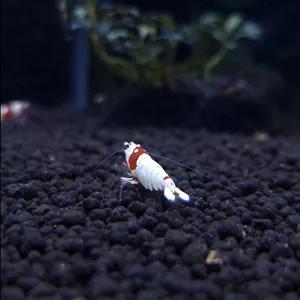 میگوی PRL Super White