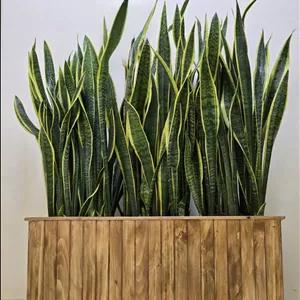 سانسوریا شمشیری ابلق به همراه گلدان ترموود