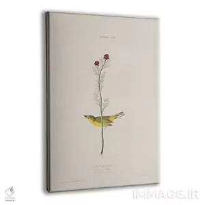 تابلو کلاسیک مگس گیر سلـبی و چشم قرقاول اثر جان جیمز آدوبون