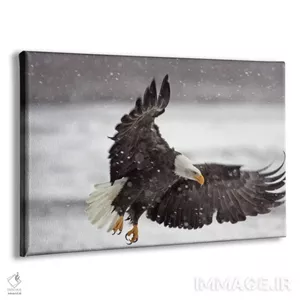 تابلو دکوراتیو Alaska Chilkat Bald Eagle Preserve, Alaska, USA,عقاب… اثر کتی و گوردون ایلگ