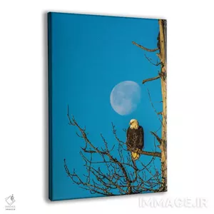تابلو دکوراتیو Alaska, Chilkat Bald Eagle Preserve, bald eagle and moon,ایا… اثر جینز گالری