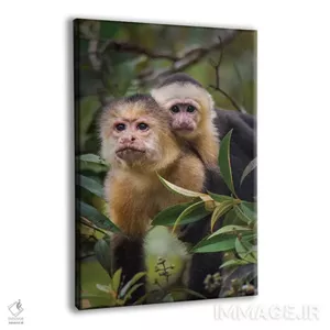 تابلو دکوراتیو Tortuguero, Limon Province, Costa Rica\
