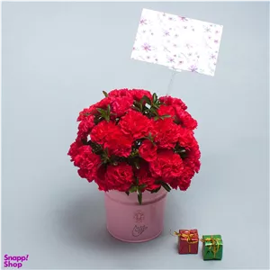 باکس گل میخک سرخابی